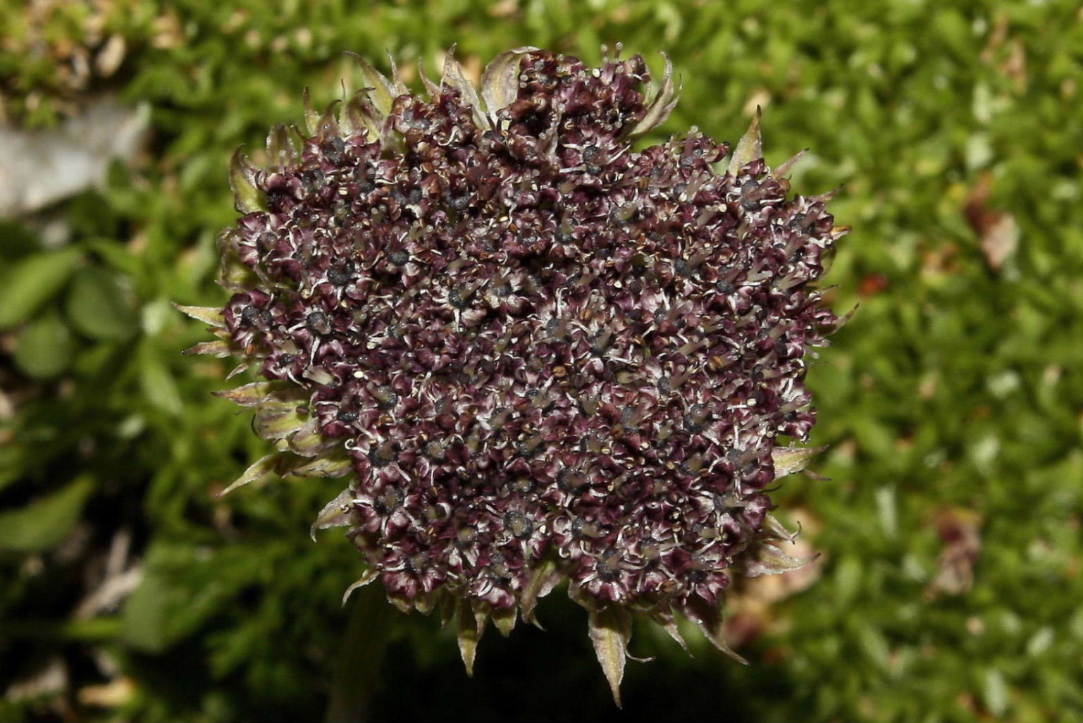 Ligusticum (=Pachypleurum) mutellinoides / Motellina pigmea